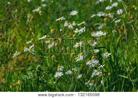 Many white chamomiles with green grass at meadow