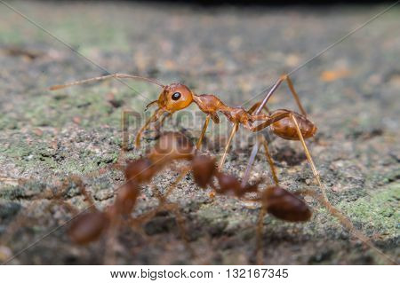 Close up of red ant with wide open mandibles and ready to fight