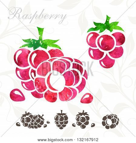 Raspberry icons set. Raspberry illustration with watercolor texture