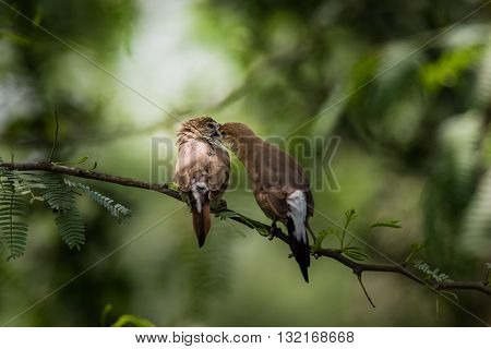 Indian Silverbill (Euodice malabarica). The Indian silverbill or white-throated munia is a small passerine bird found in the Indian Subcontinent and adjoining regions