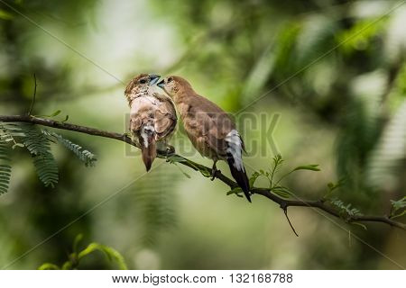 Indian Silverbill (Euodice malabarica). The Indian silverbill or white-throated munia is a small passerine bird found in the Indian Subcontinent and adjoining regions