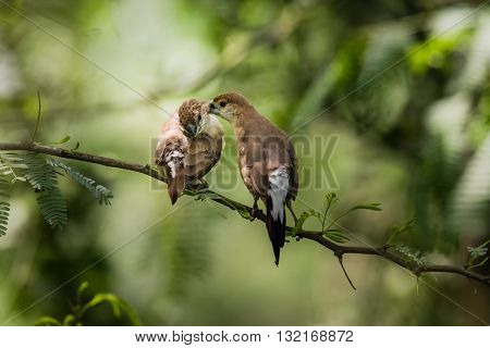 Indian Silverbill (Euodice malabarica). The Indian silverbill or white-throated munia is a small passerine bird found in the Indian Subcontinent and adjoining regions