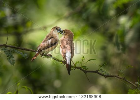 Indian Silverbill (Euodice malabarica). The Indian silverbill or white-throated munia is a small passerine bird found in the Indian Subcontinent and adjoining regions