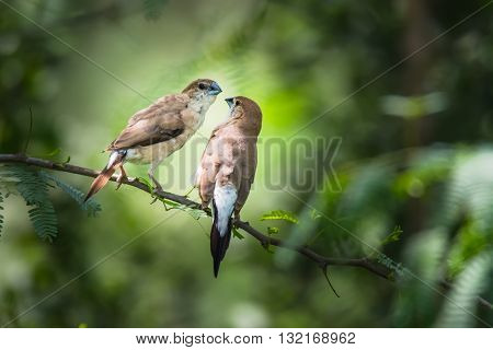 Pair of Indian Silverbill (Euodice malabarica) perched. The Indian silverbill or white-throated munia is a small passerine bird.
