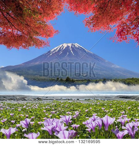 Beatiful Pnk Flower Beside The Beach With Nice Background Color