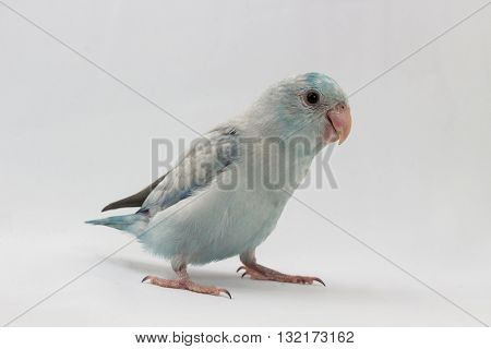 Pastel Blue Forpus Bird
