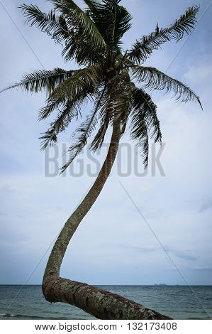 Coconut plam tree on the tropical beach
