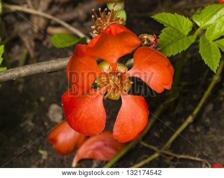 Japanese quince Chaenomeles japonica flower on branch macro selective focus shallow DOF