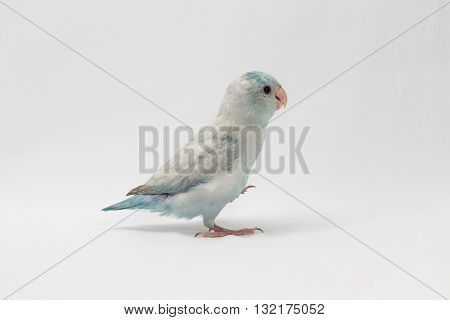 Pastel Blue Forpus Bird