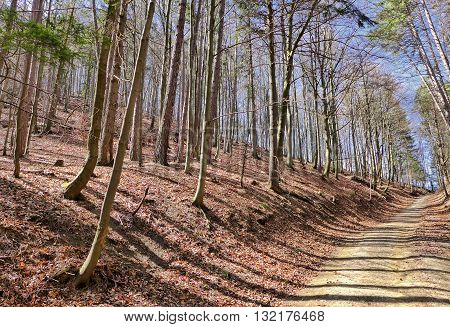 Autumn forest in Gaderska dolina at Slovakia