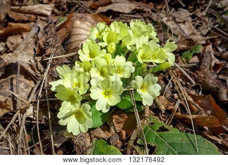 Blooming yellow flower in forest - close up view