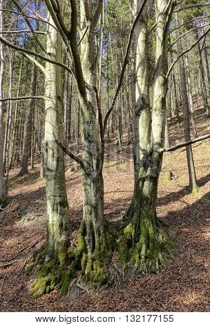 Autumn forest in Gaderska dolina at Slovakia
