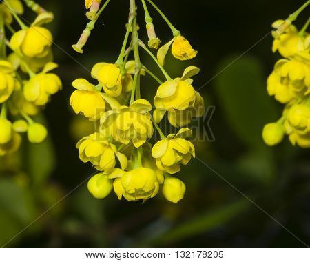 Yellow flowers and buds cluster on blooming Common or European Barberry Berberis Vulgaris with bokeh background macro selective focus shallow DOF