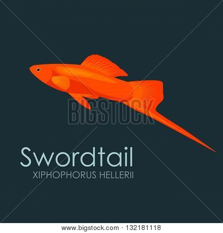 Aquarium fish swordtail, vector illustration isolated on dark background. Fish flat style vector illustration.