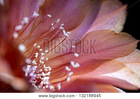 echinopsis pink flower blooming of succulent plant