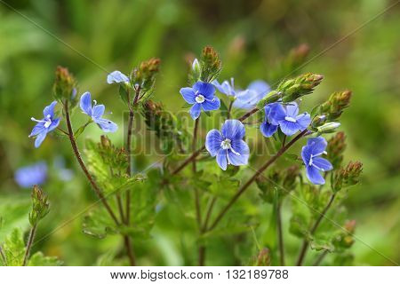 Blue flowers bird's eye speedwell. Veronica chamaedrys.