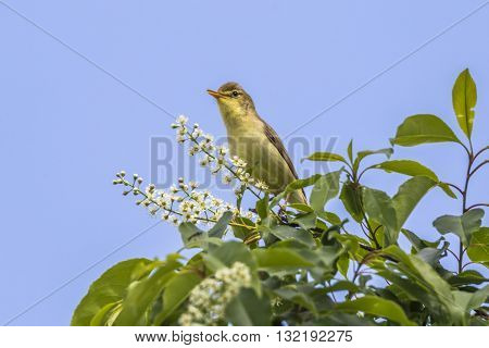A singing melodious warbler on a shrub