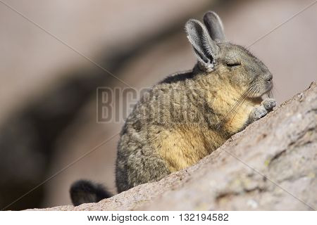 Mountain Viscacha (Lagidium viscasia) resting on a rock in Lauca National Park, northern Chile.