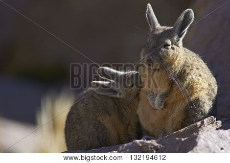 Young Mountain Viscacha (Lagidium viscasia) snuggling up to a sleeping adult on a rock in Lauca National Park, northern Chile.