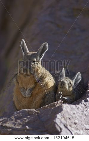 Young Mountain Viscacha (Lagidium viscasia) stretches its legs whilst snuggling up to a sleeping adult on a rock in Lauca National Park, northern Chile.