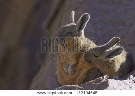 Young Mountain Viscacha (Lagidium viscasia) snuggling up to a sleeping adult on a rock in Lauca National Park, northern Chile.