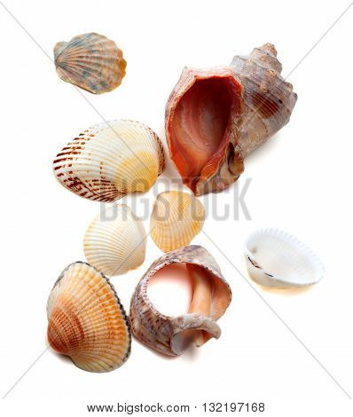 Sea shells isolated on white background .