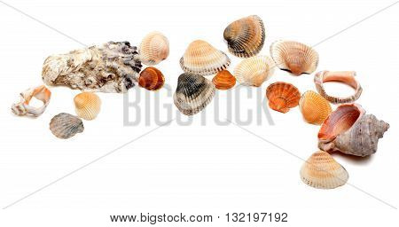 Collection Of Seashells With Copy Space