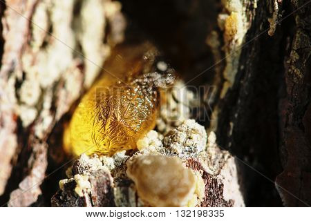 The Yellow Drop Of Resin On A Tree