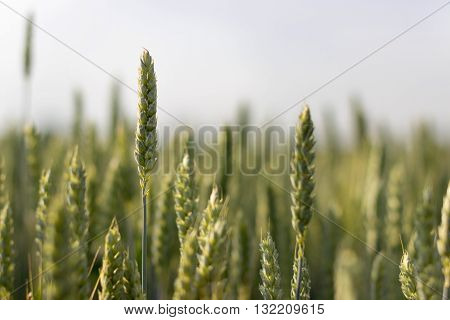 Green barley, Green Barley filed, Selective focus