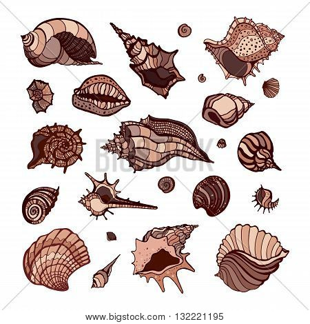 Collection of seashells. Hand drawn vector Illustration. Sea shell set