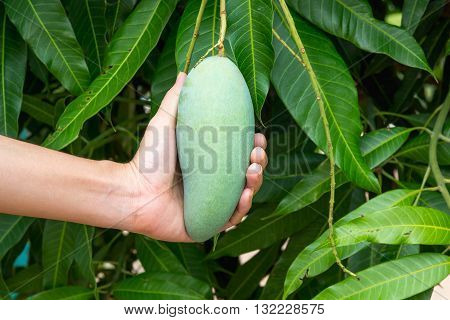 fresh mango in hand mango fruit hanging on a mango tree.