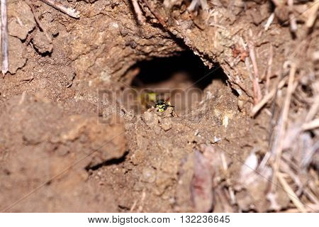 earthen hole is full of dangerous wasp