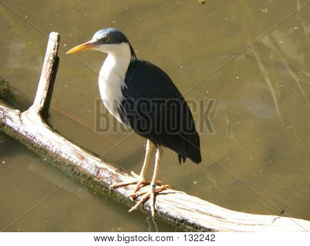 얼룩 덜 룩된 헤론