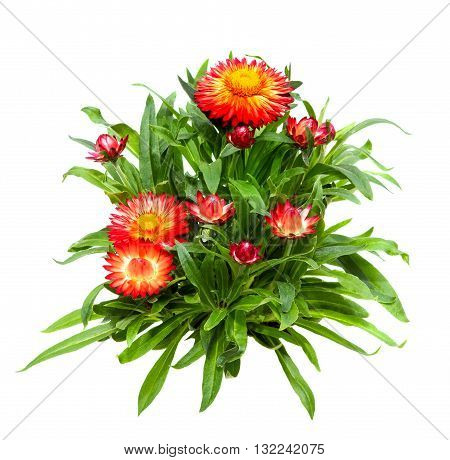 Srawflower Or Helichrysum On White Background.