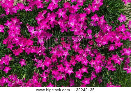 Closeup Of Vibrant Pink Blossoms.