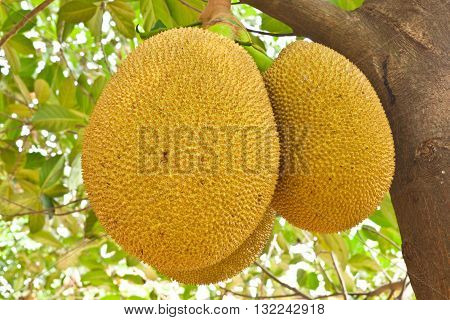 Three Jackfruit On Tree In The Farm