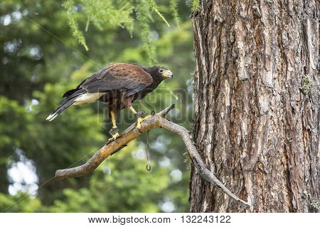 Harris's Hawk Perched On A Branch