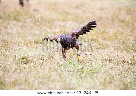 Harris's Hawk Walking At The Ground