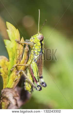 Cricket On A Leaf