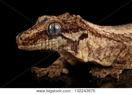 Closeup Gargoyle Gecko Rhacodactylus auriculatus in profile staring Isolated on black background. Native to New Caledonia
