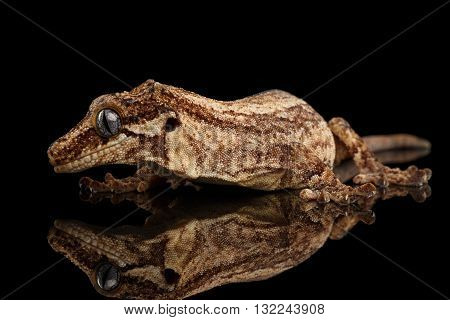 Closeup Gargoyle Gecko Rhacodactylus auriculatus in profile staring Isolated on black background. Native to New Caledonia