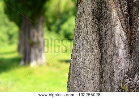 Black poplar bole with blurred background, outdoor photog