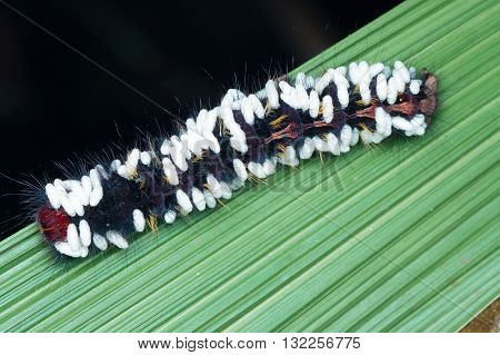 Caterpillar infected by parasitic Braconid Wasp Cocoons