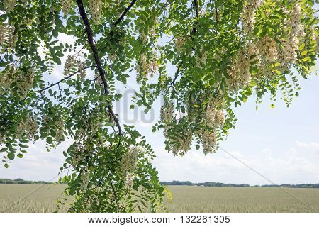 White flowers of acacia - Robinia pseudoacacia in the park