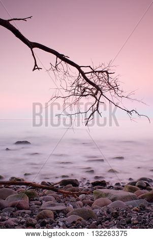 Romantic Morning. Bended Tree Above Sea Level,  Boulders Sticking Out From Smooth Waves. Pink Horizo