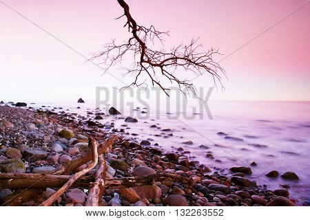 Romantic Morning. Bended Tree Above Sea Level,  Boulders Sticking Out From Smooth Waves. Pink Horizo