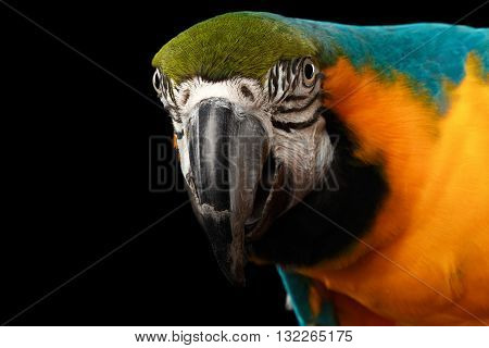Closeup Portrait of a Blue and Yellow Macaw Parrot Face Isolated on Black Background
