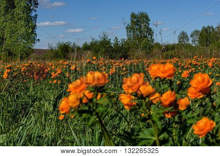 Beautiful bright landscape of a variety of flowers of Trollius asiaticus on a meadow among the birchs in a sunny day
