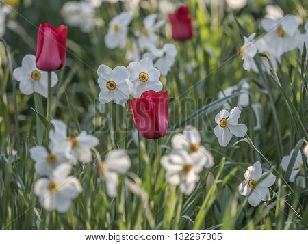Daffodil Narcissus is a genus of mainly hardy mostly spring-flowering bulbous perennials in the Amaryllis family subfamily Amaryllidoideae