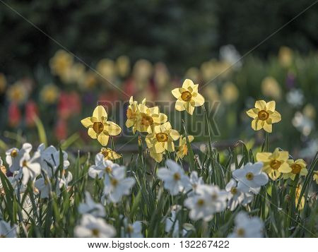 Daffodil Narcissus is a genus of mainly hardy mostly spring-flowering bulbous perennials in the Amaryllis family subfamily Amaryllidoideae